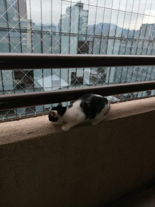 Mallas de Seguridad para Mascotas 2