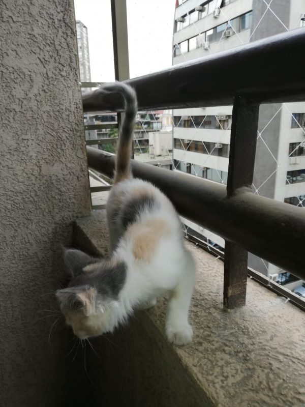 Mallas de Seguridad para Mascotas 3